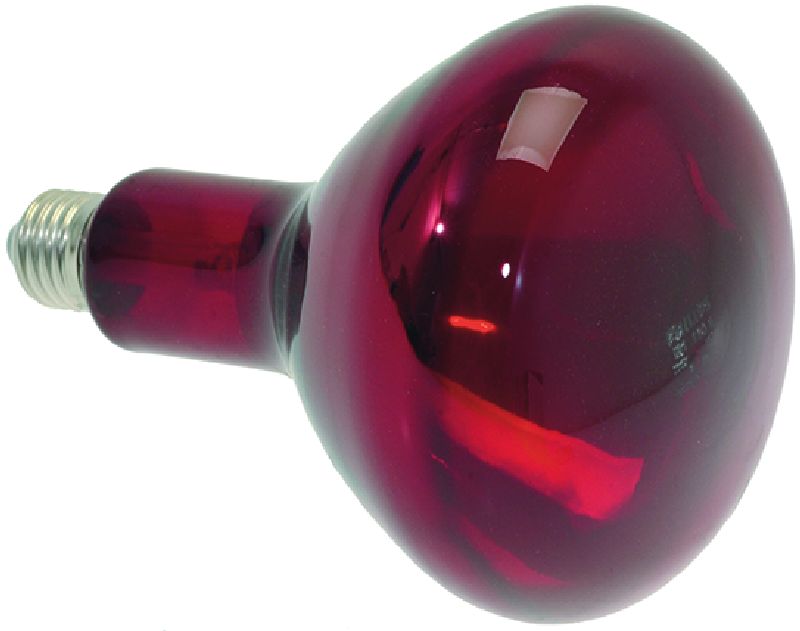 ���� ����� ������